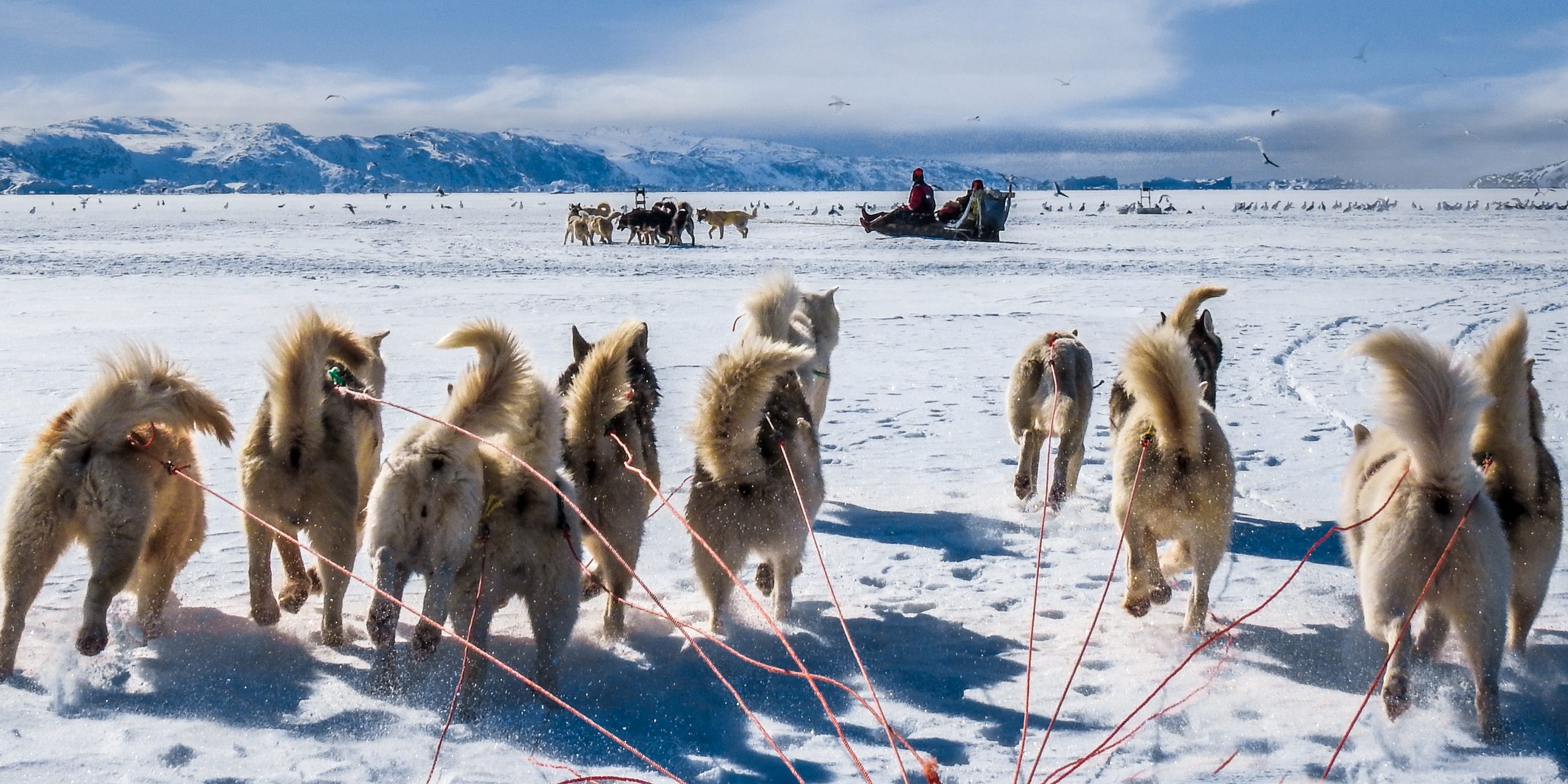 Dog Sledding Greenland Backcountry